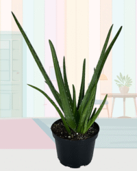 Aloe Vera