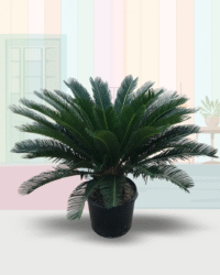 King Sago Palm