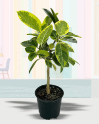 Altissima / Yellow Gem