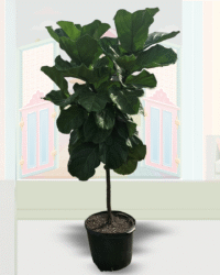 Lyrata (Fiddle-Leaf Fig)