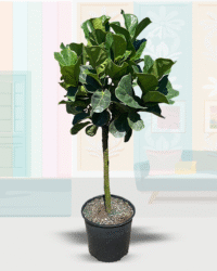 Lyrata Little Sunshine