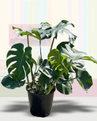 Monstera Deliciosa