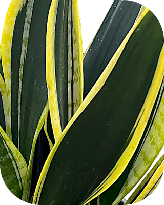 Black Gold - Image 2